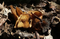 Hohenbuehelia petaloides