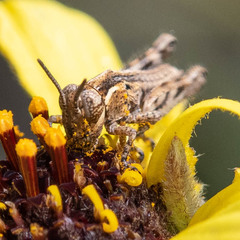 Melanoplus cinereus