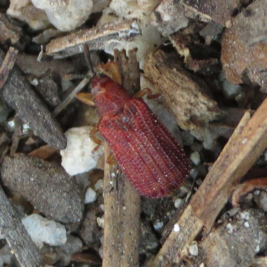Baliosus ferrugineus