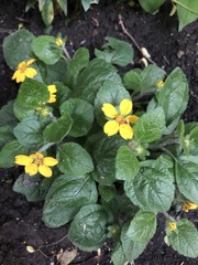 Chrysogonum