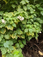 Sparrmannia africana