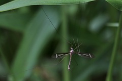 Tipula tricolor