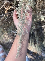 Artemisia californica