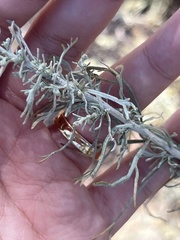 Artemisia californica