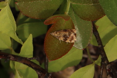 Olethreutes astrologana