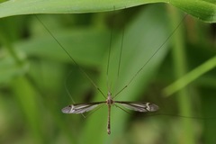 Tipula tricolor