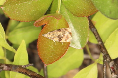 Olethreutes astrologana