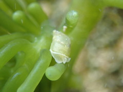 Volvatella bermudae