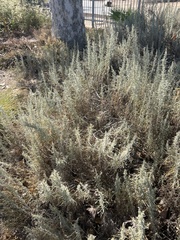 Artemisia californica