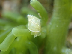 Volvatella bermudae