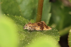 Olethreutes astrologana