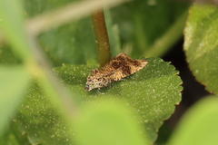 Olethreutes astrologana