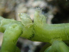 Volvatella bermudae