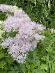 Thalictrum aquilegiifolium
