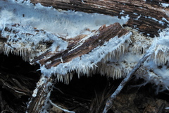 Hydnocristella himantia