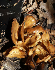 Hohenbuehelia petaloides