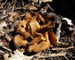 Hohenbuehelia petaloides