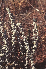 Sclerolaena cornishiana