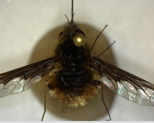 iNaturalist observation photo of Greater Bee Fly