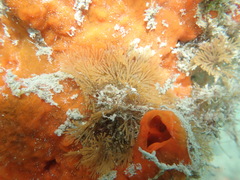 Bugulina simplex