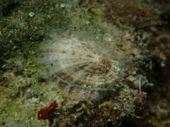 Diodora listeri