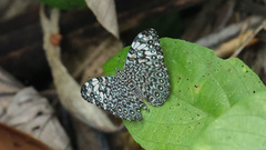 Hamadryas iphthime iphthime