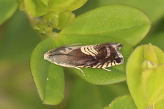 Grapholita tristrigana