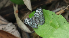 Hamadryas iphthime iphthime