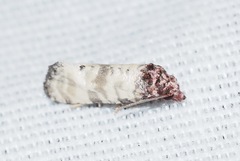 Platphalonidia lavana