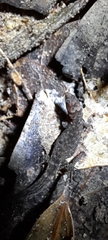 Lepidoblepharis sanctaemartae