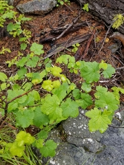 Ribes viscosissimum