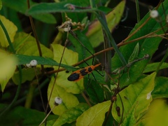 Zelus longipes
