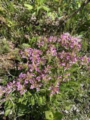 Pedicularis verticillata