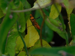 Zelus longipes