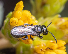 Ceratina acantha