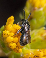 Ceratina acantha