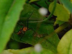 Zelus longipes