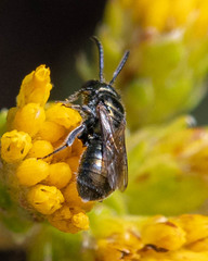 Ceratina acantha