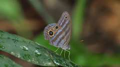 Chloreuptychia agatha