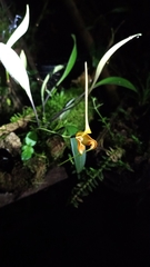 Masdevallia norops