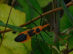 Zelus longipes