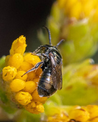 Ceratina acantha