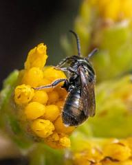 Ceratina acantha