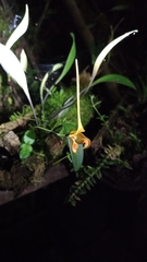 Masdevallia norops