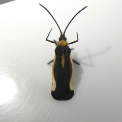 Teleonemia tricolor