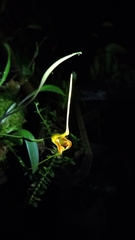 Masdevallia norops