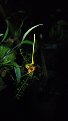 Masdevallia norops
