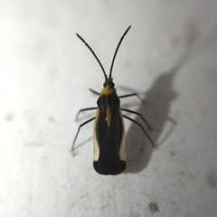 Teleonemia tricolor