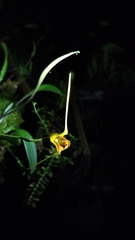 Masdevallia norops