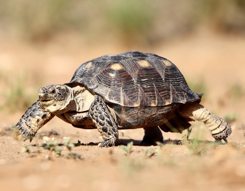 Texas Tortoise